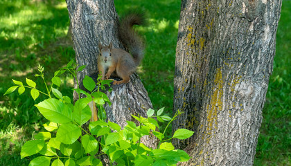 brown furry squirrel eats and looks wary straight