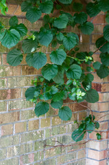 greenery growing on a brick wall