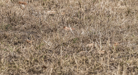 Vertrocknete Graslandschaft Steppenboden