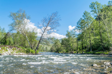 Mountain altay summer river 