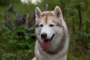 Close-up portrait of beautifuldog breed siberian husky with tonque hanging out in the forest