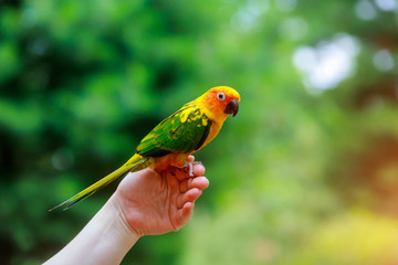 Adorable sun conure parrots on hand