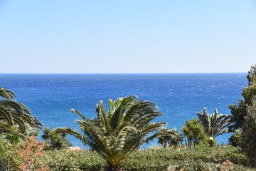 Palmen Kreta