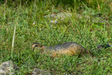 Hidden gophers in the grass