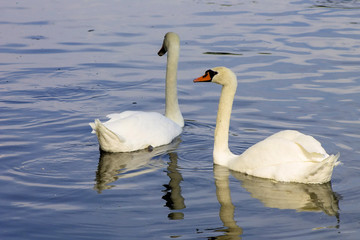Swans swimming in a lake reservoir in  park.