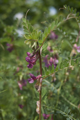 Vicia pannonica