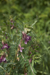 Vicia pannonica