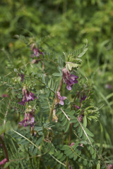 Vicia pannonica