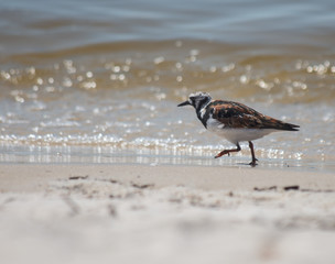 Shorebird