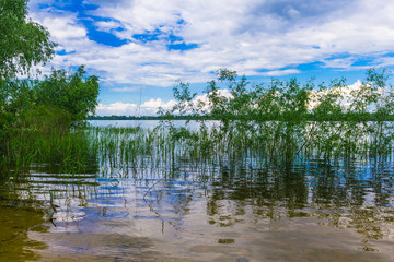 A young green cane grows in the river against a blue sky background