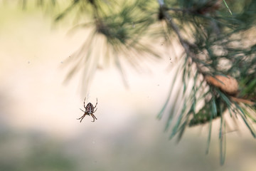 spider on the web in the forest
