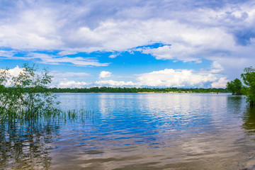 A young green cane grows in the river against a blue sky background