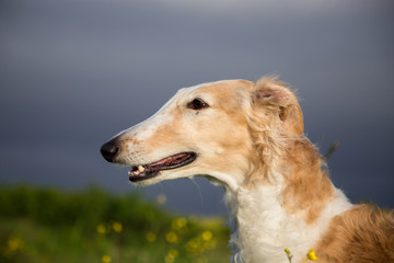 Close-up image of beautiful dog in the buttercup field