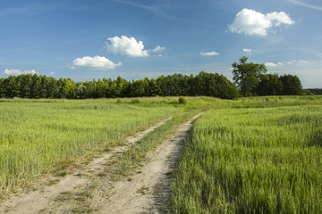Country road through fields