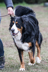Portrait of a Swiss bouvier dog living in belgium