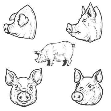 Set of pig illustrations. Pork head. Design element for emblem, sign, poster, badge.