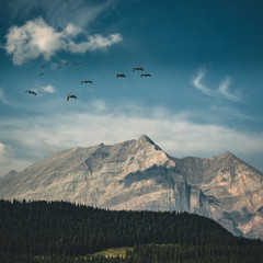 Fototapeta premium Flying Canadian geese on a blue sky over the Rocky mountains and Bow lake coniferous woods. Rocky mountains, Alberta, Canada
