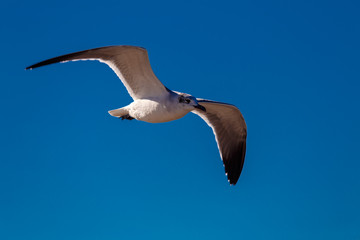 Seagull Flying