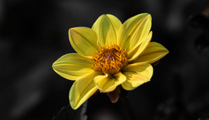 Gelbe Dahlie im Detail