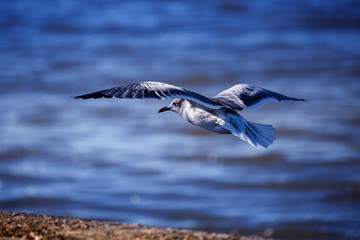 Seagull Flying
