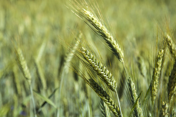 Golden ears of triticale