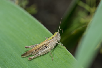 Grashüpfer sitzt auf einem Blatt