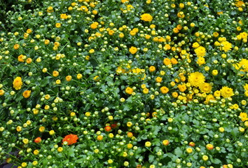 Viele gelbe Chrysanthemen