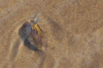river mussel clam in the water stuck tentacle and crawling on the sand in the river