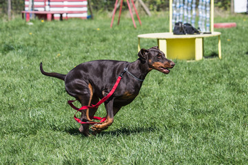 Portrait of a doberman dog living in belgium