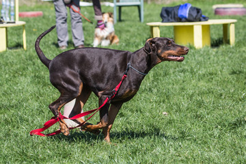 Portrait of a doberman dog living in belgium