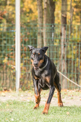 Portrait of a doberman dog living in belgium