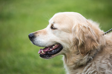 Portrait of a golden retrievers dog living in belgium