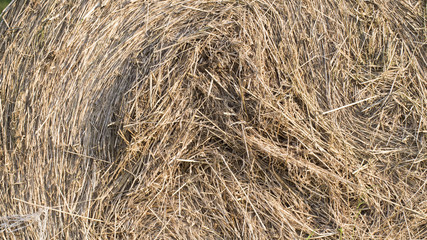 Bale of dry straw - texture, close up. 