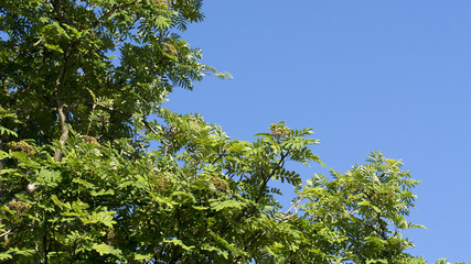 Rowan tree against blue sky, close up, background