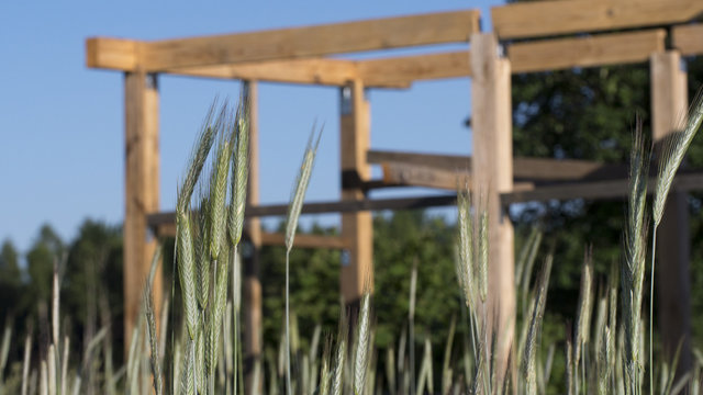 Skeleton wooden farm building / shed / garden storage next to the field. The development of a farm. Shrinking earth resources - building up agricultural areas