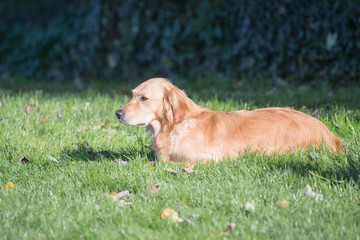 Portrait of a golden retrievers dog living in belgium