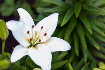Beautiful flowers of a white lily in a green garden. Bouquets of lilies