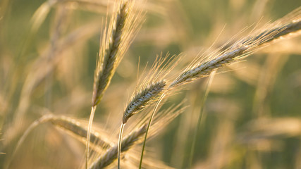 Ripening single ears of rye bathed in the golden light of the setting sun. Photo against the light. Bokeh, close up