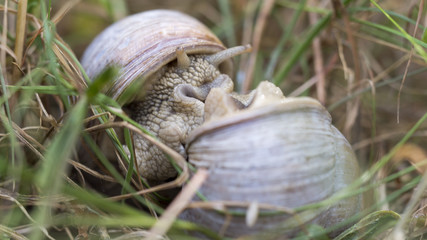 copulation of Roman snail / Burgundy snail / edible snail (Helix pomatia) , close up