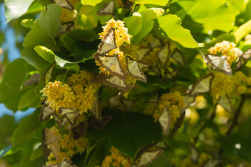 Schmetterlinge im Lindenblütenmeer