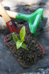 gardening tools and young potted plant