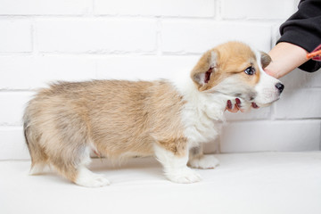 Cute Puppy  on white background. Calm beautiful puppy dog