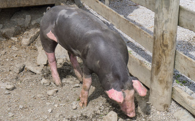 black pig with pink spots on an austrian farm