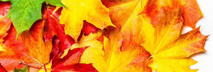 Naklejka na ściany i meble Autumn leaves on white Background, flat lay. Heap of Red, yellow and green Marple leaves, close up