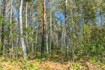Fototapeta premium Early autumn Siberian forest