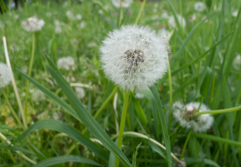 dandelion close up