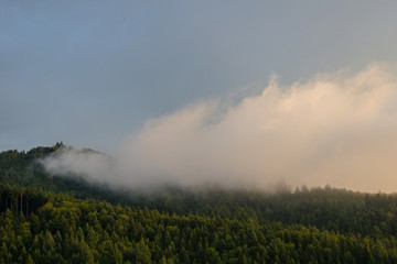 Germany, Black Forest, Freiburg, Misty autumn atmosphere in the middle of the forest at dawn