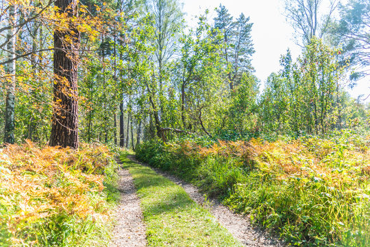 Fototapeta Forest road in the early autumn