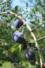 Ripe plums on a tree branch