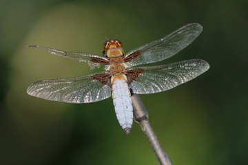 Libellule macro